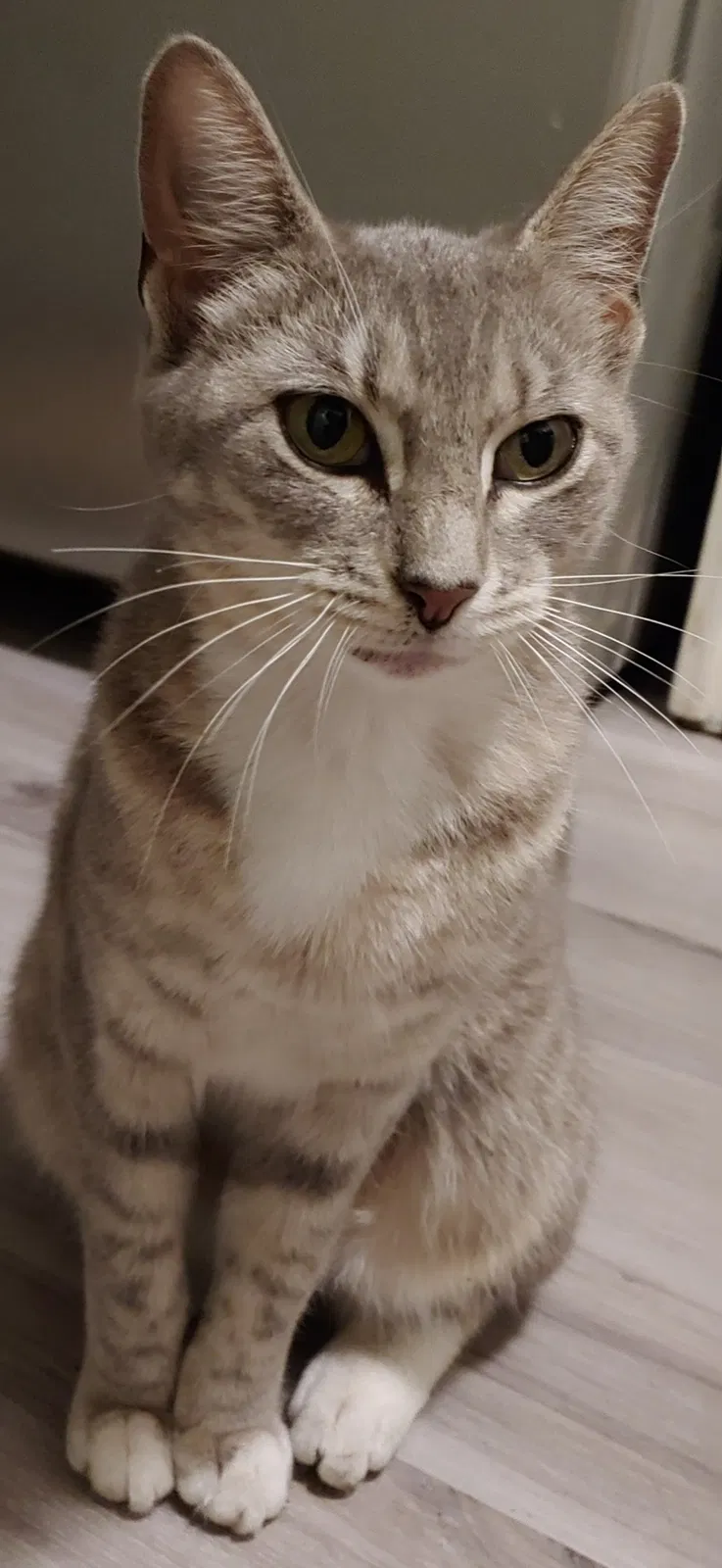 Lost cat in Zephyrhills, FL, 33540