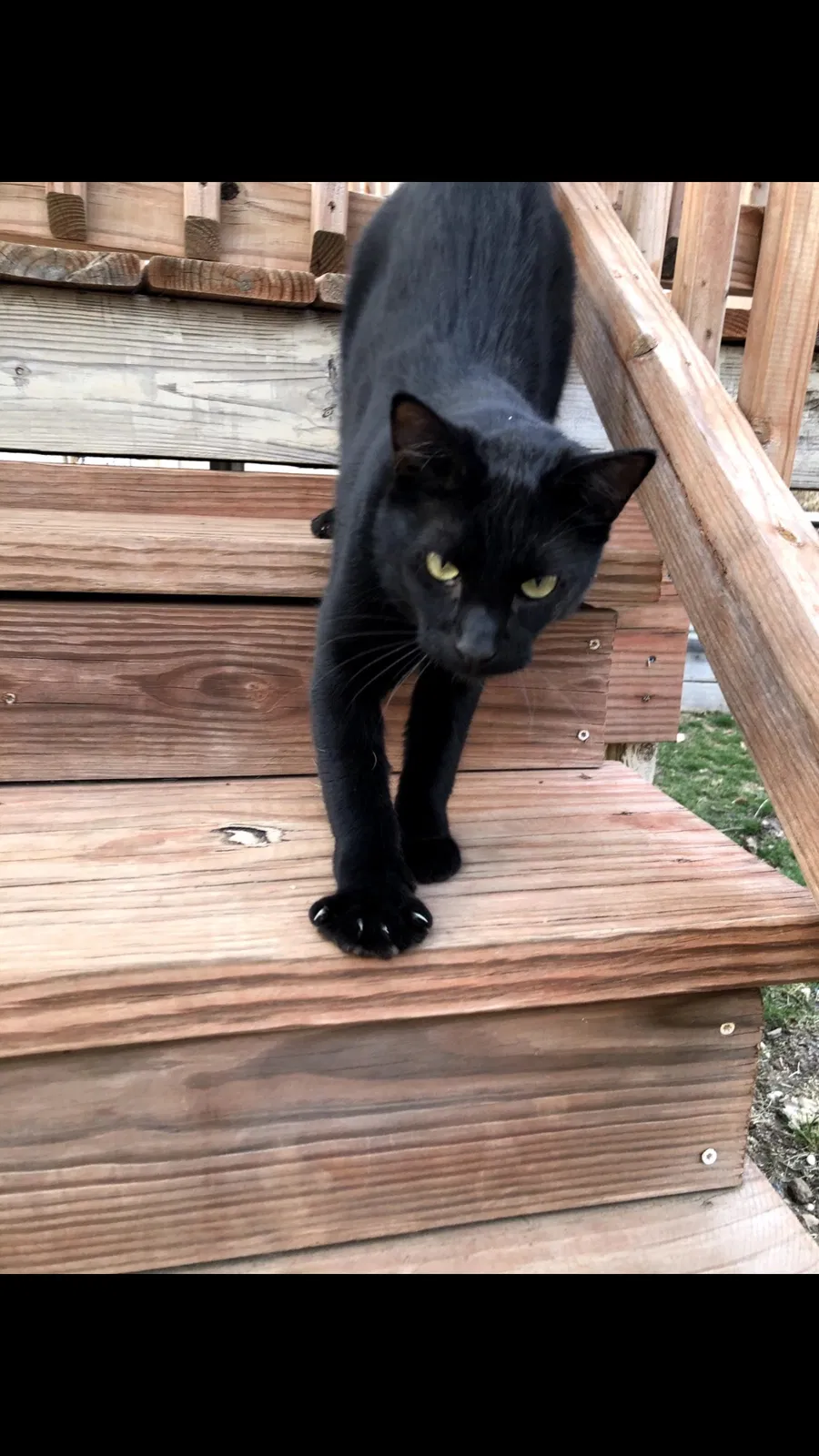 Lost cat in Florissant, MO, 63031