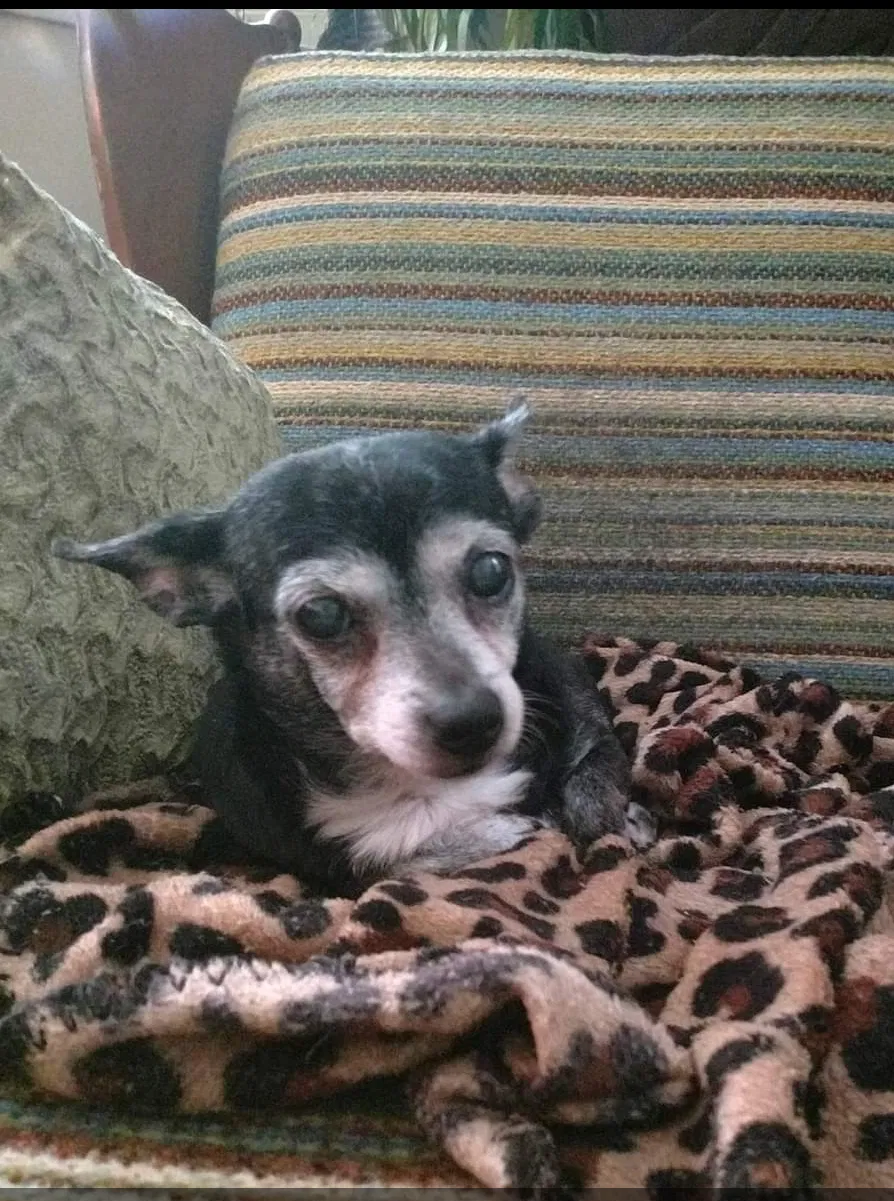 Lost dog in Rhinelander, WI, 54501