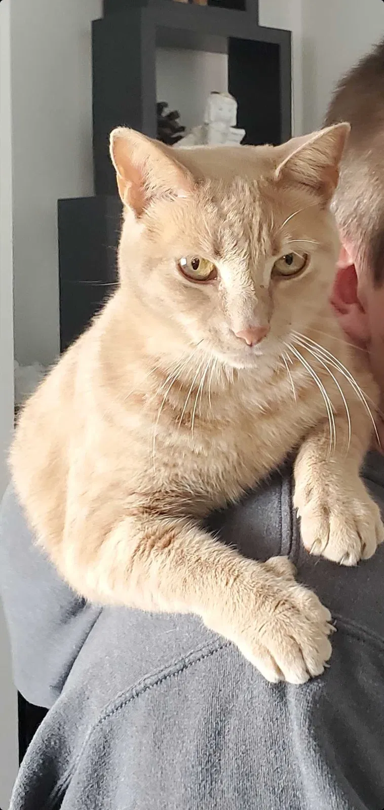 Lost cat in Fort Lauderdale, FL, 33331