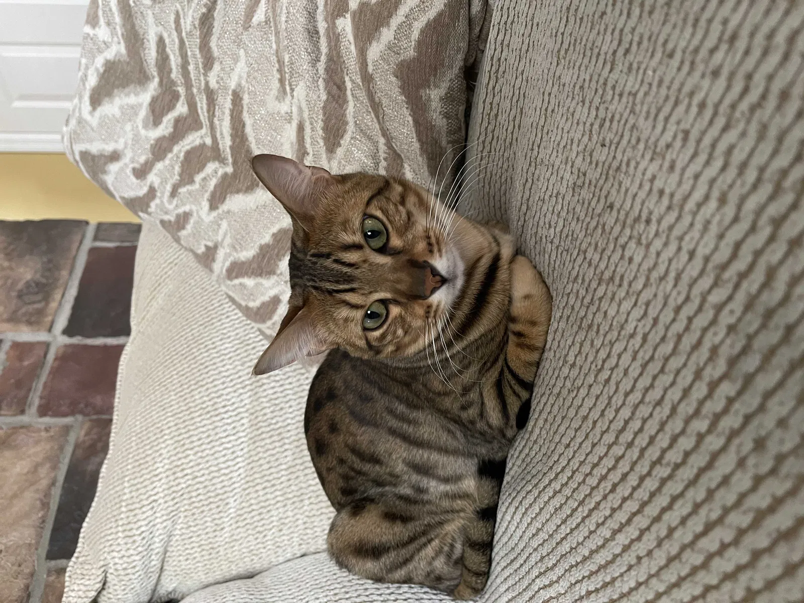 Lost cat in La Vergne, TN, 37086