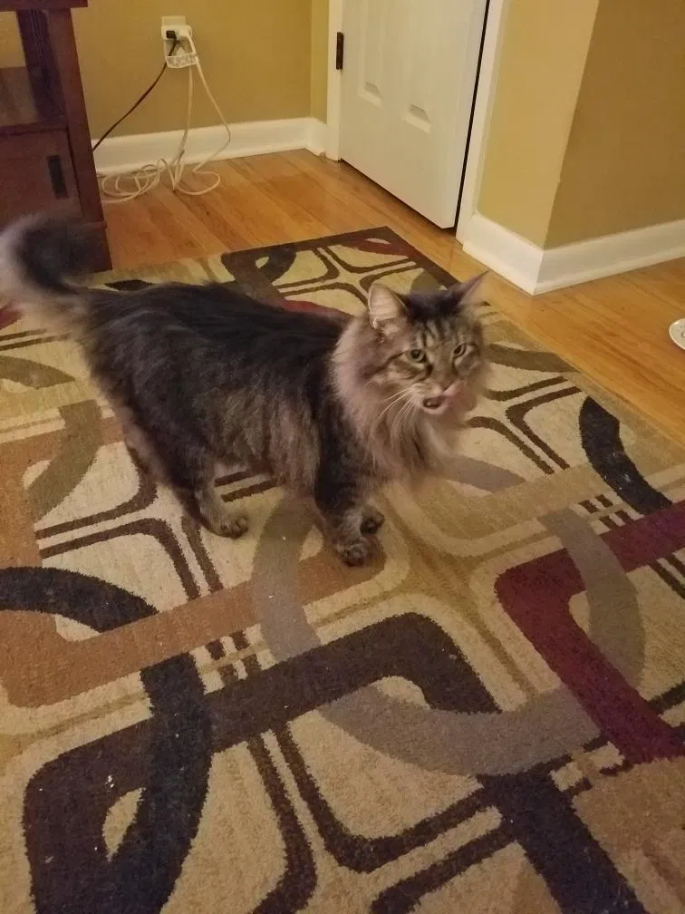 Lost cat in Clarksville, IN, 47129