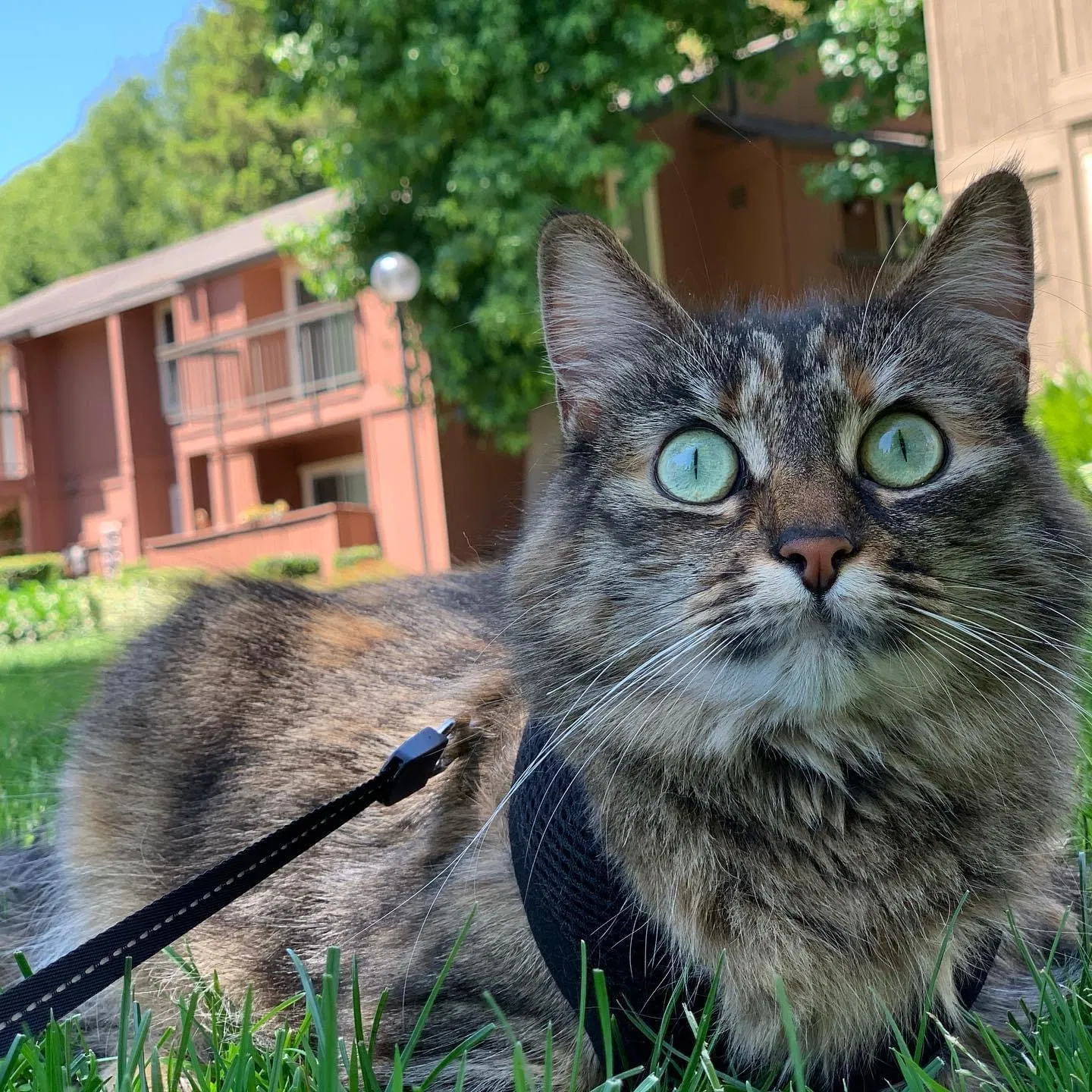 Lost cat in Kettleman City, CA, 93239