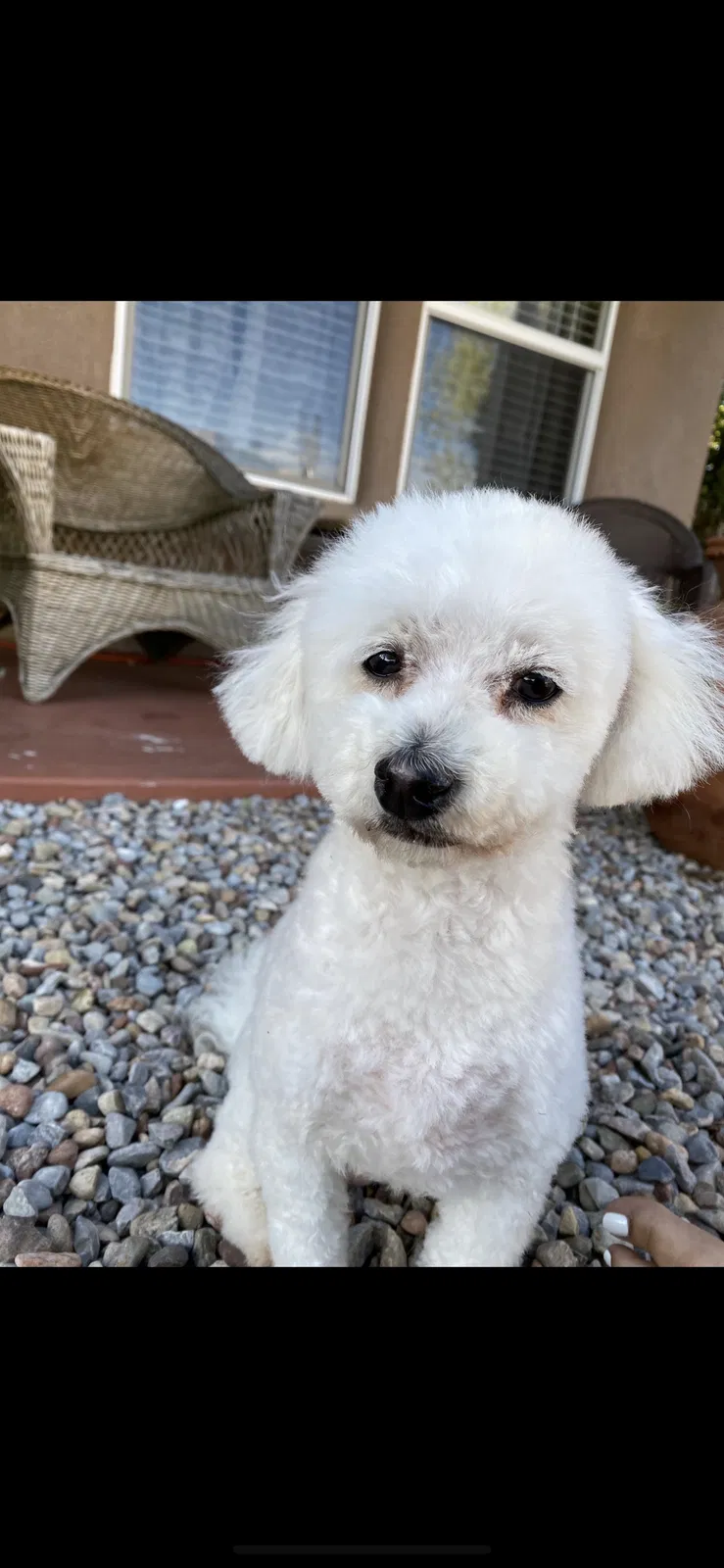 Lost dog in Rio Rancho, NM, 87144
