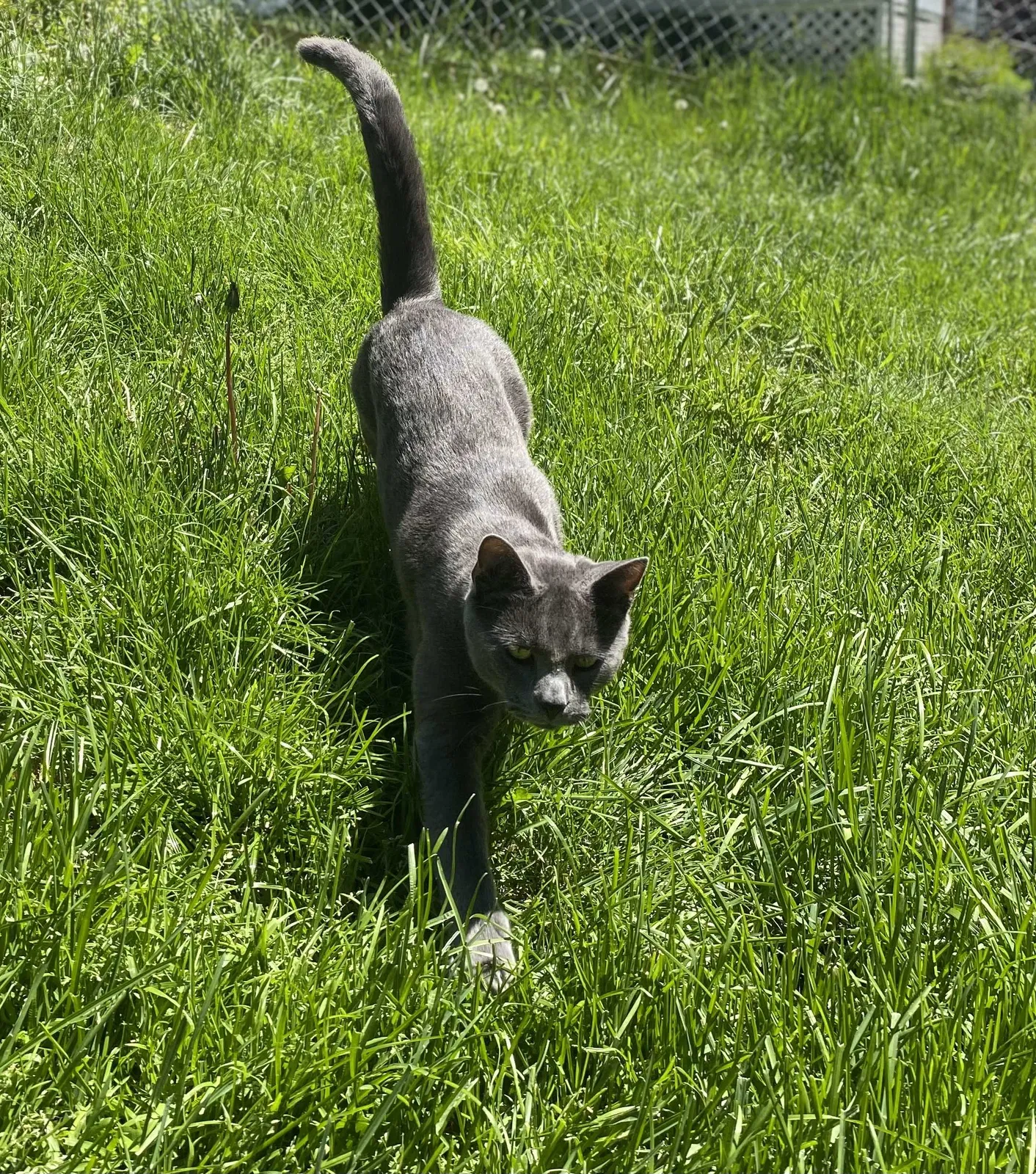 Lost cat in North Canton, OH, 44720