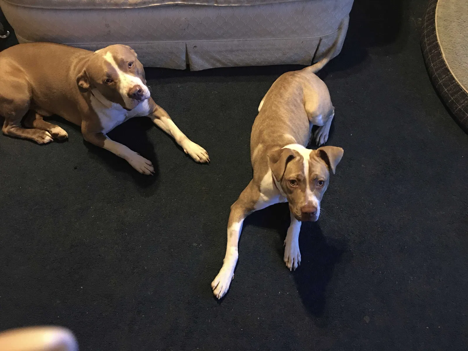 Lost dog in Sanford, NC, 27330