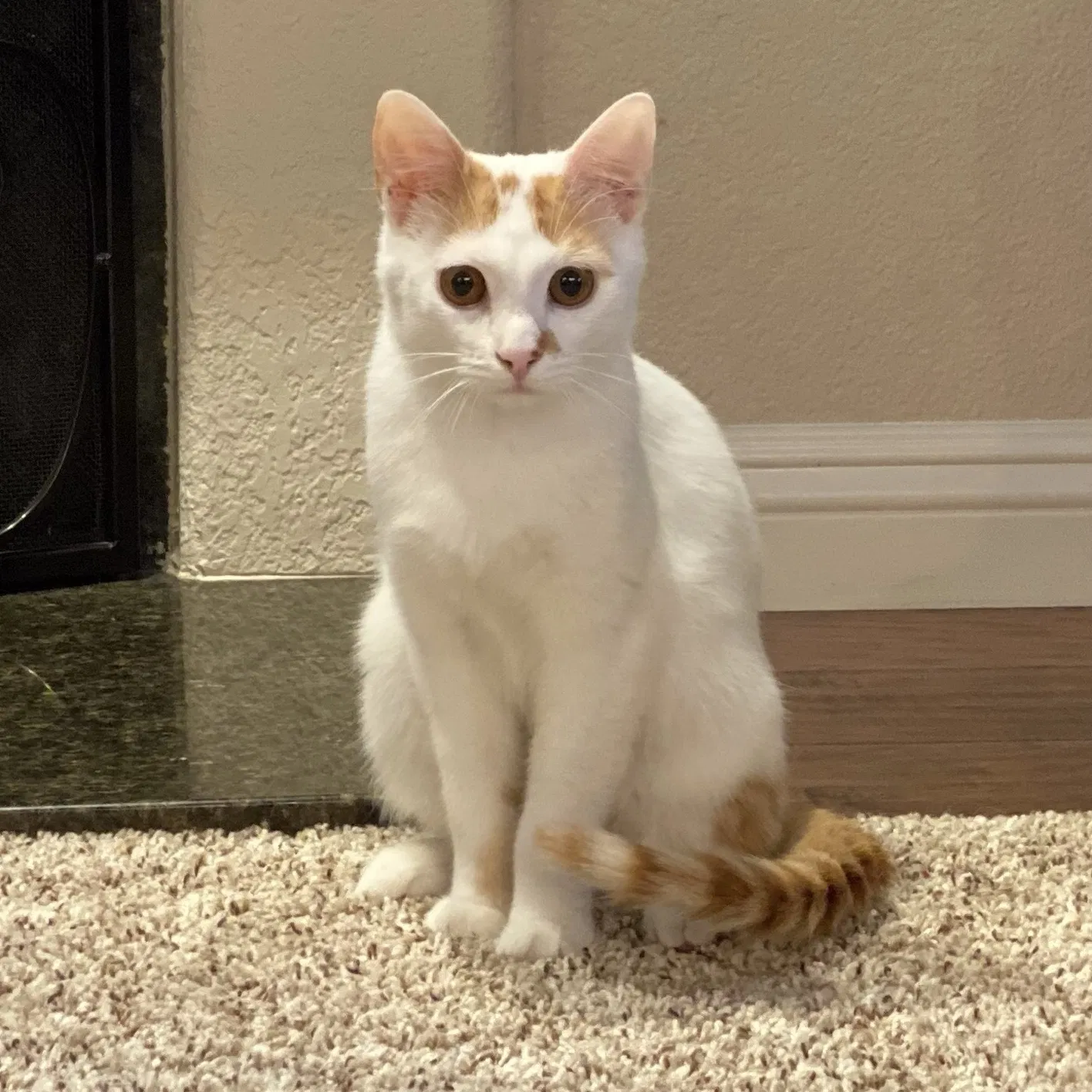 Lost cat in San Diego, CA, 92130
