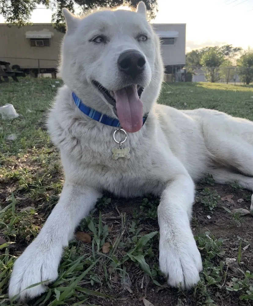 Lost dog in Dade City, FL, 33523