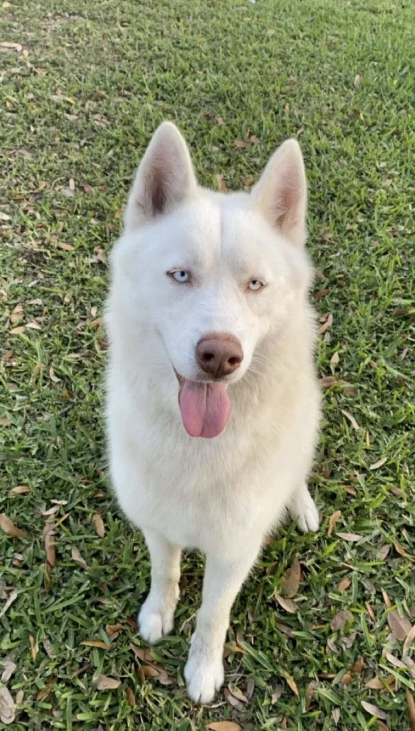 Lost dog in Dade City, FL, 33523