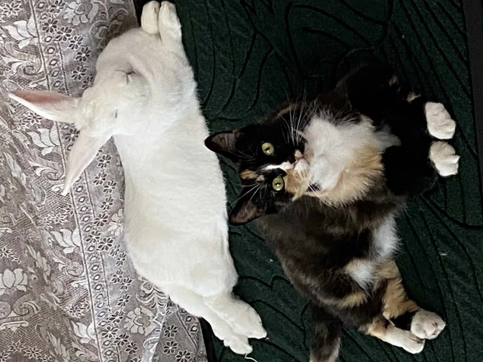 Lost cat in Austin, TX, 78728
