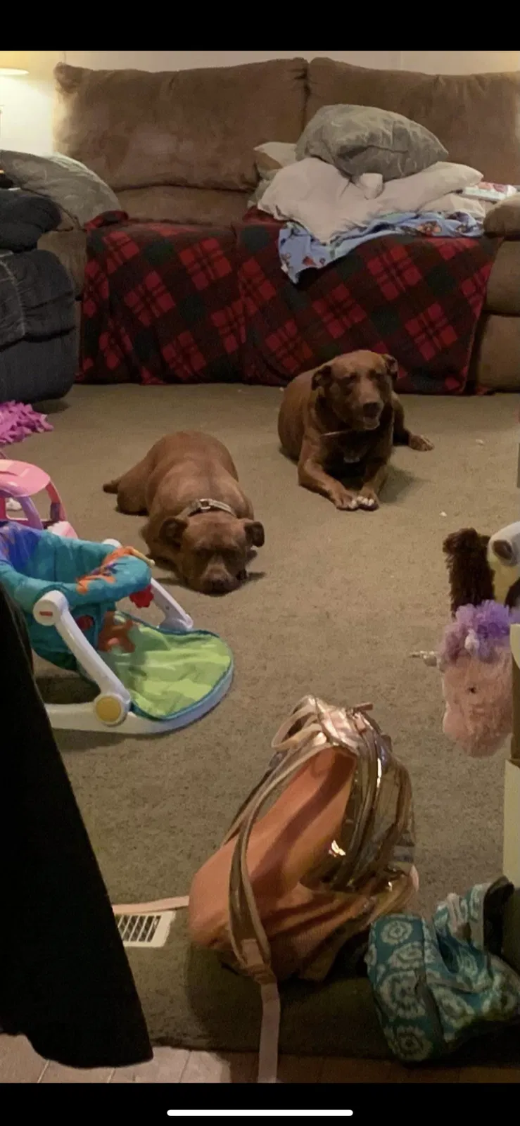Lost dog in Robbins, NC, 27325