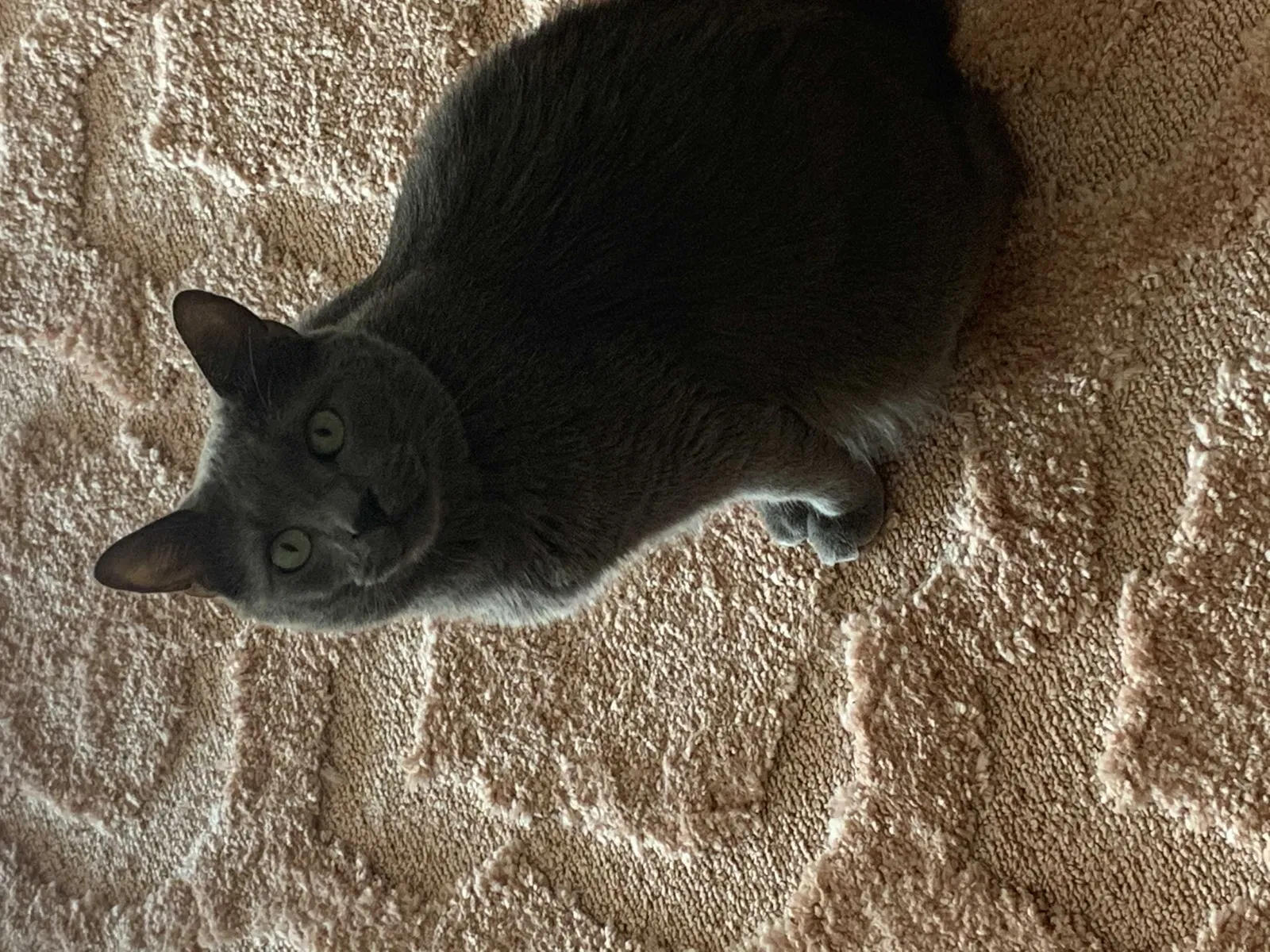 Lost cat in Waxahachie, TX, 75165