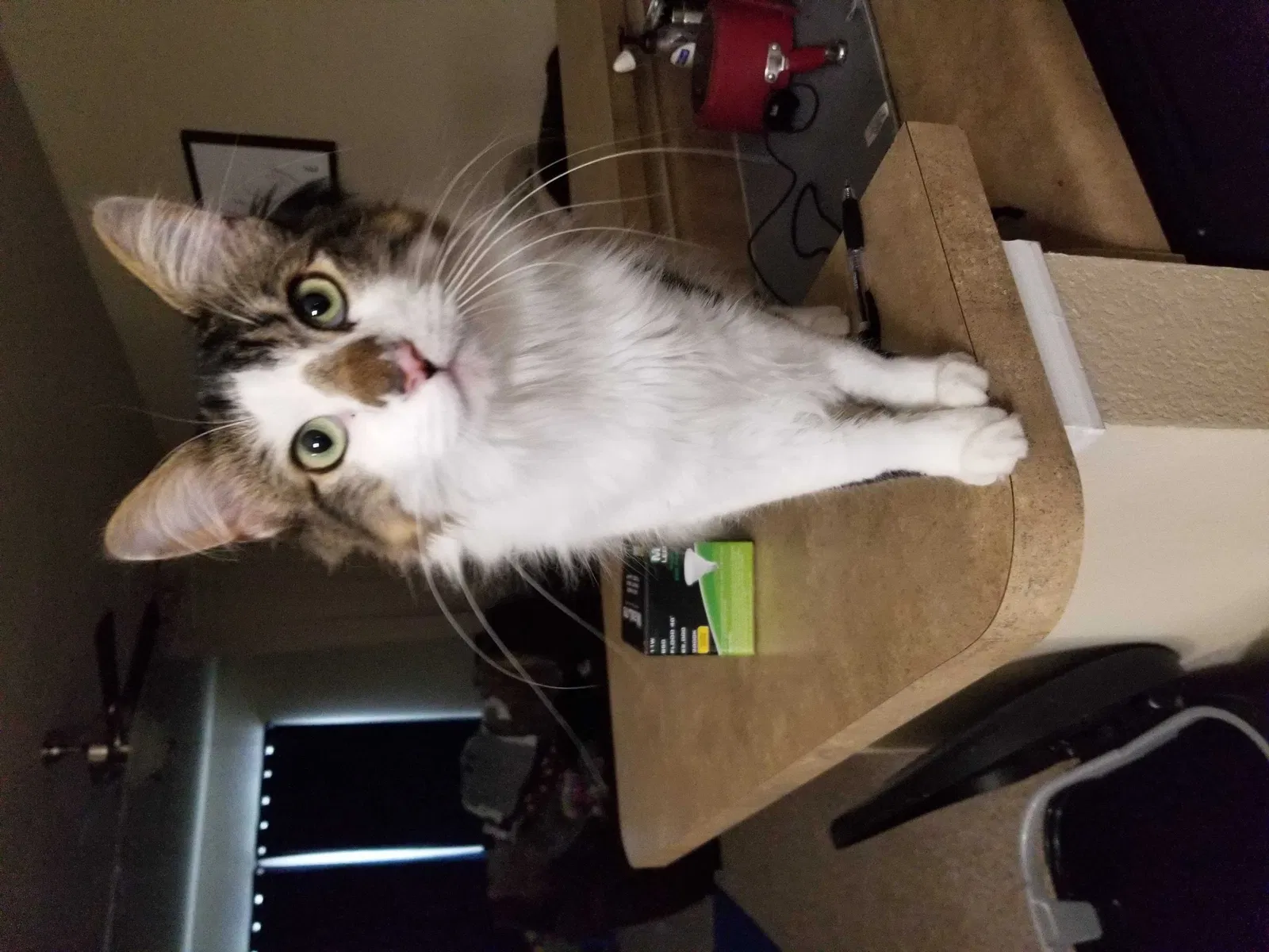 Lost cat in San Marcos, TX, 78666