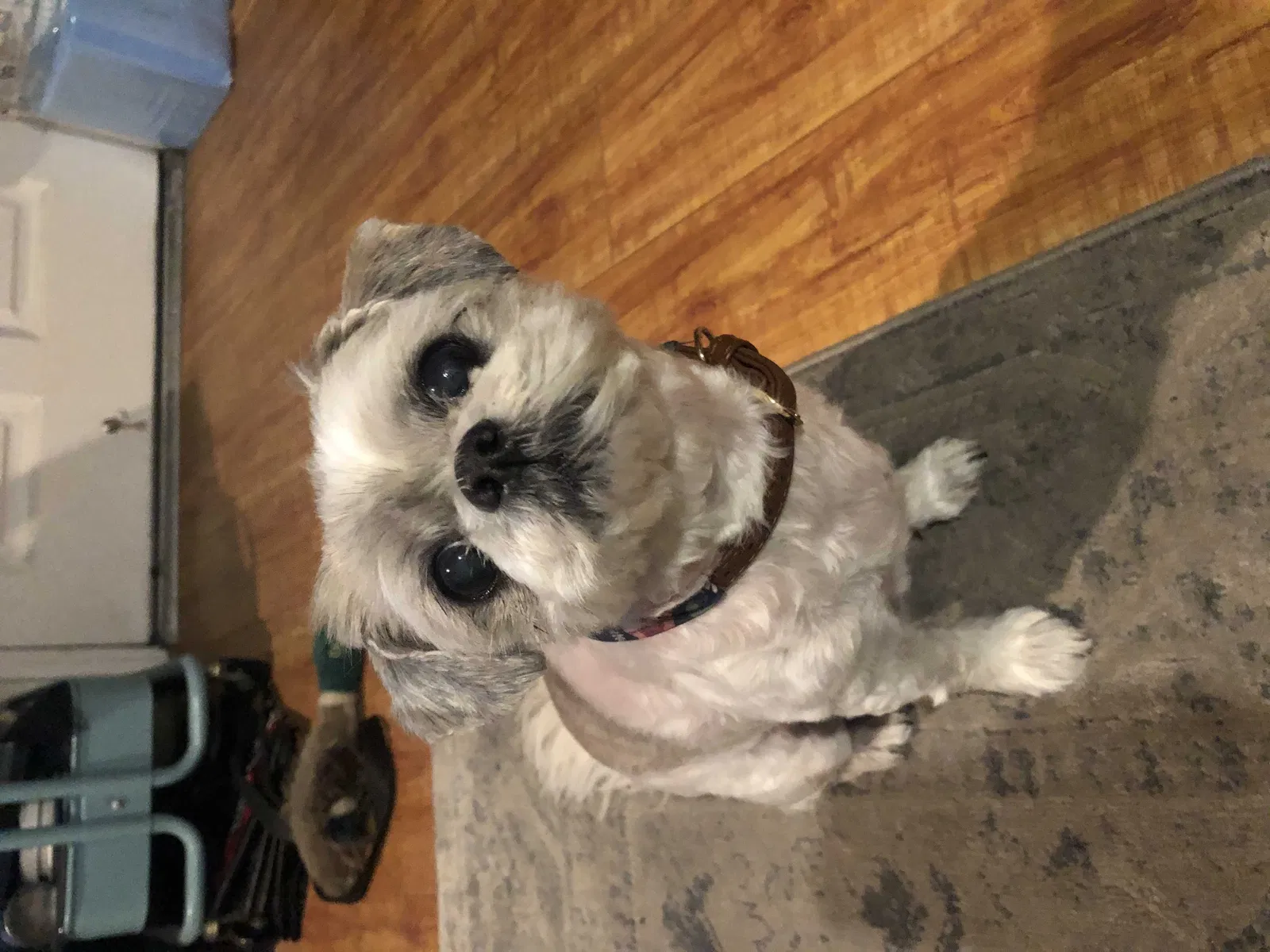 Lost dog in Long Beach, CA, 90814