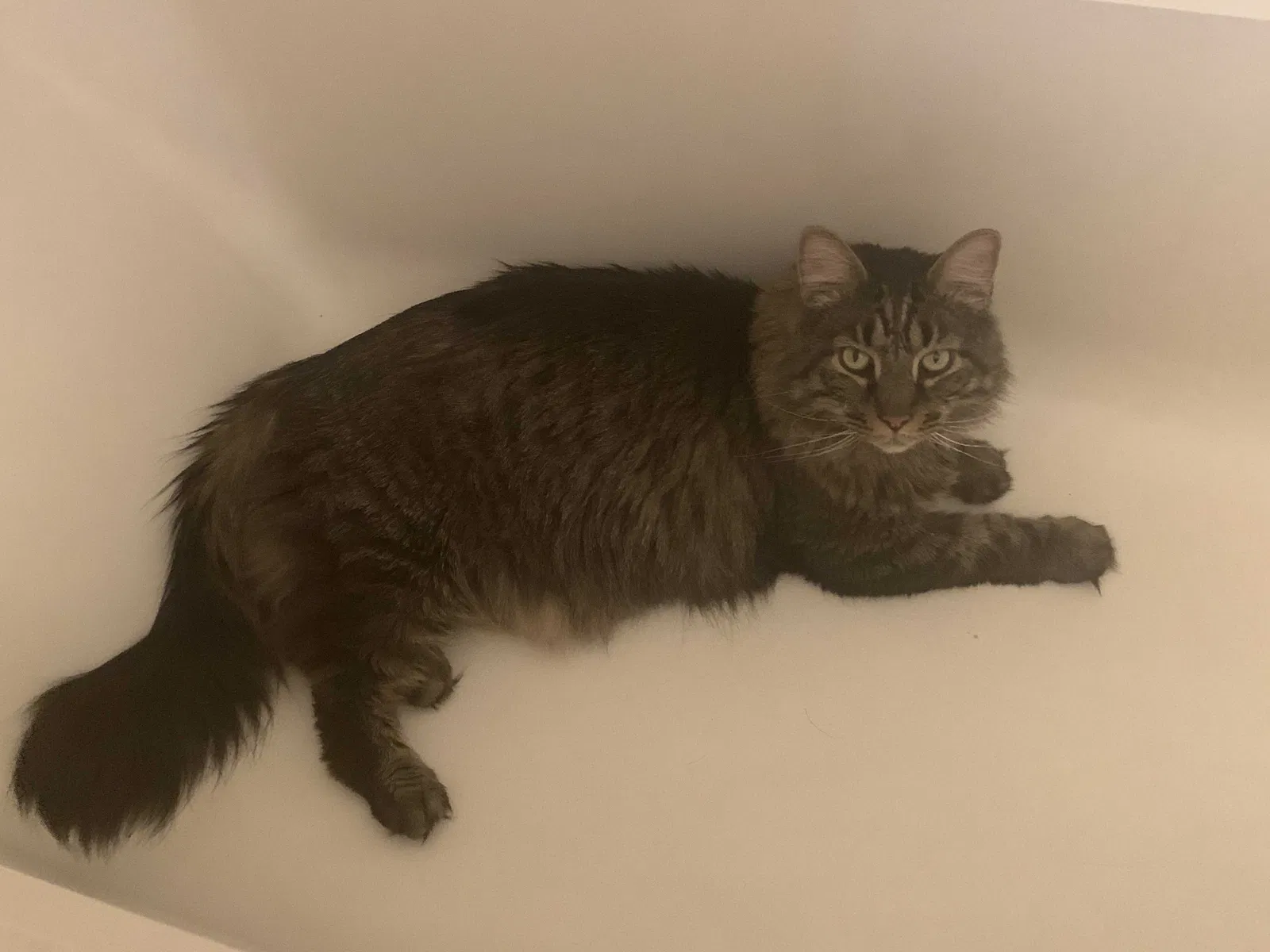 Lost cat in Toledo, OH, 43607