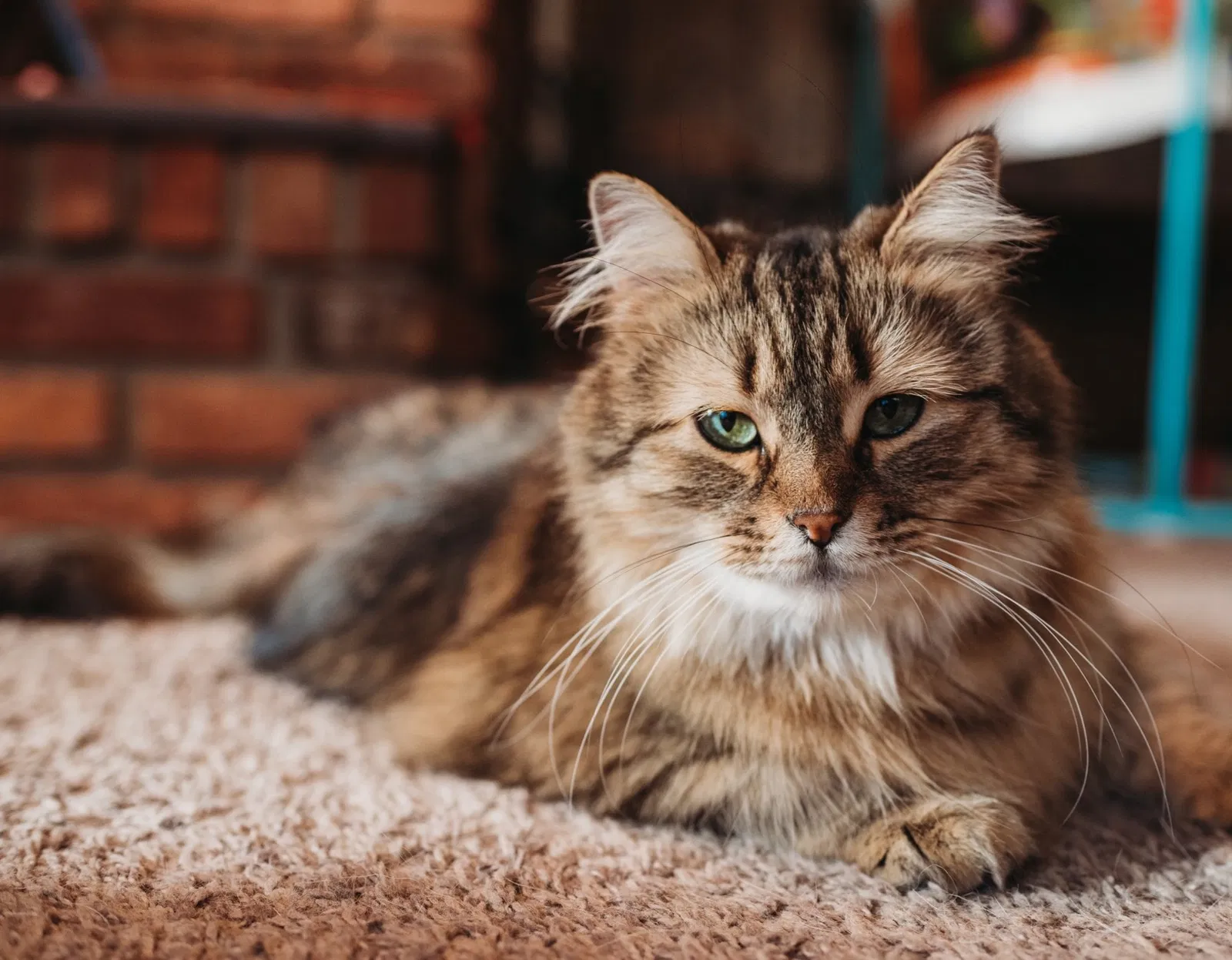 Lost cat in Oregon, OH, 43616
