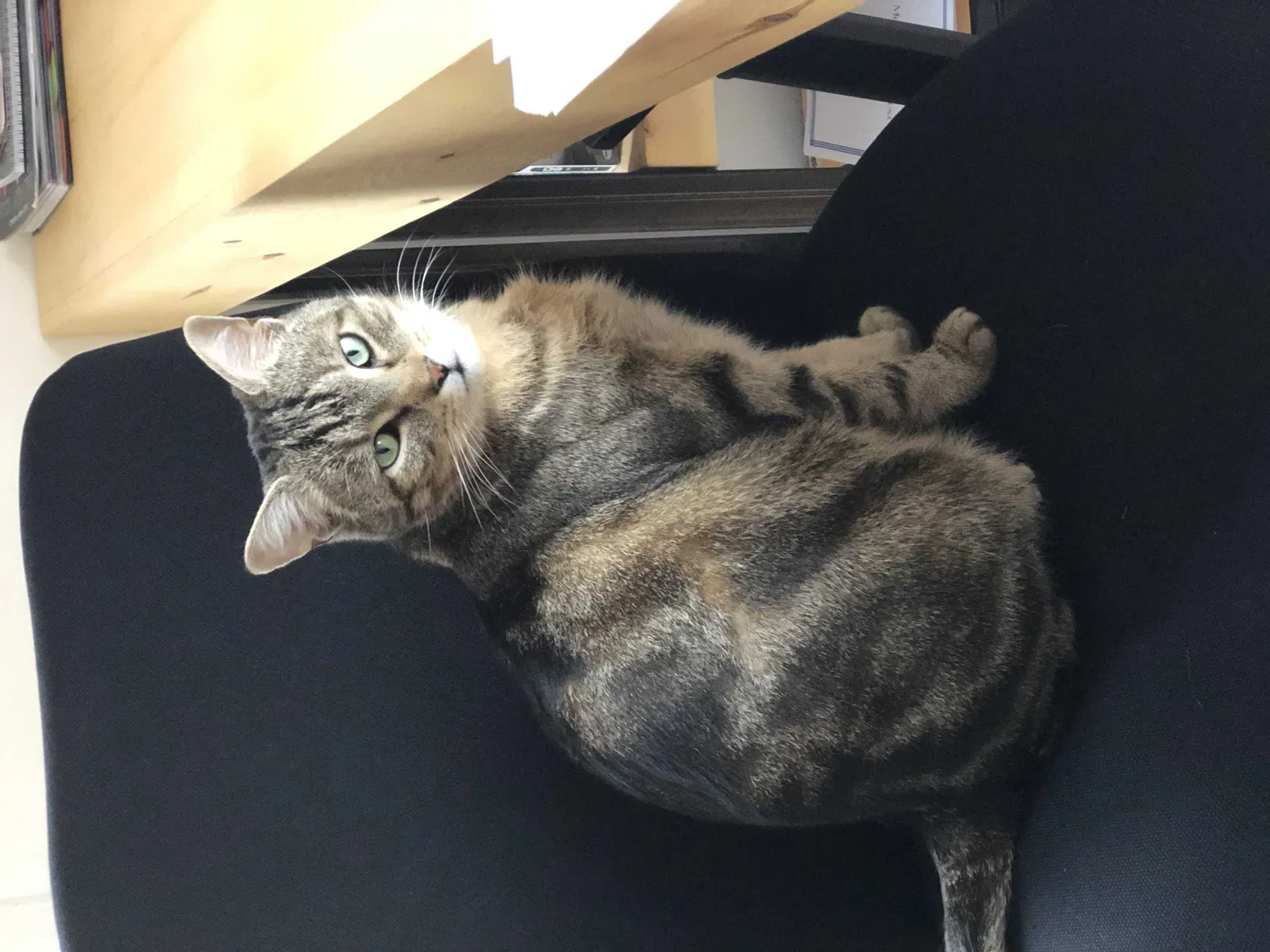 Lost cat in Whitehouse Station, NJ, 8889