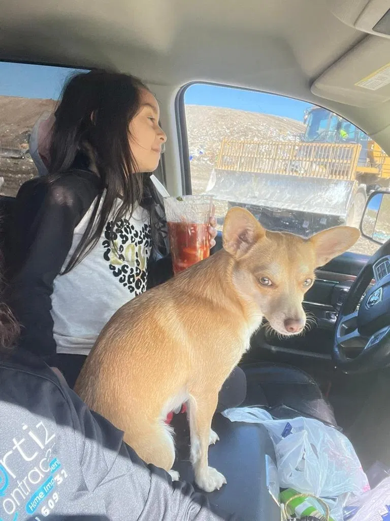Lost dog in North Charleston, SC, 29418