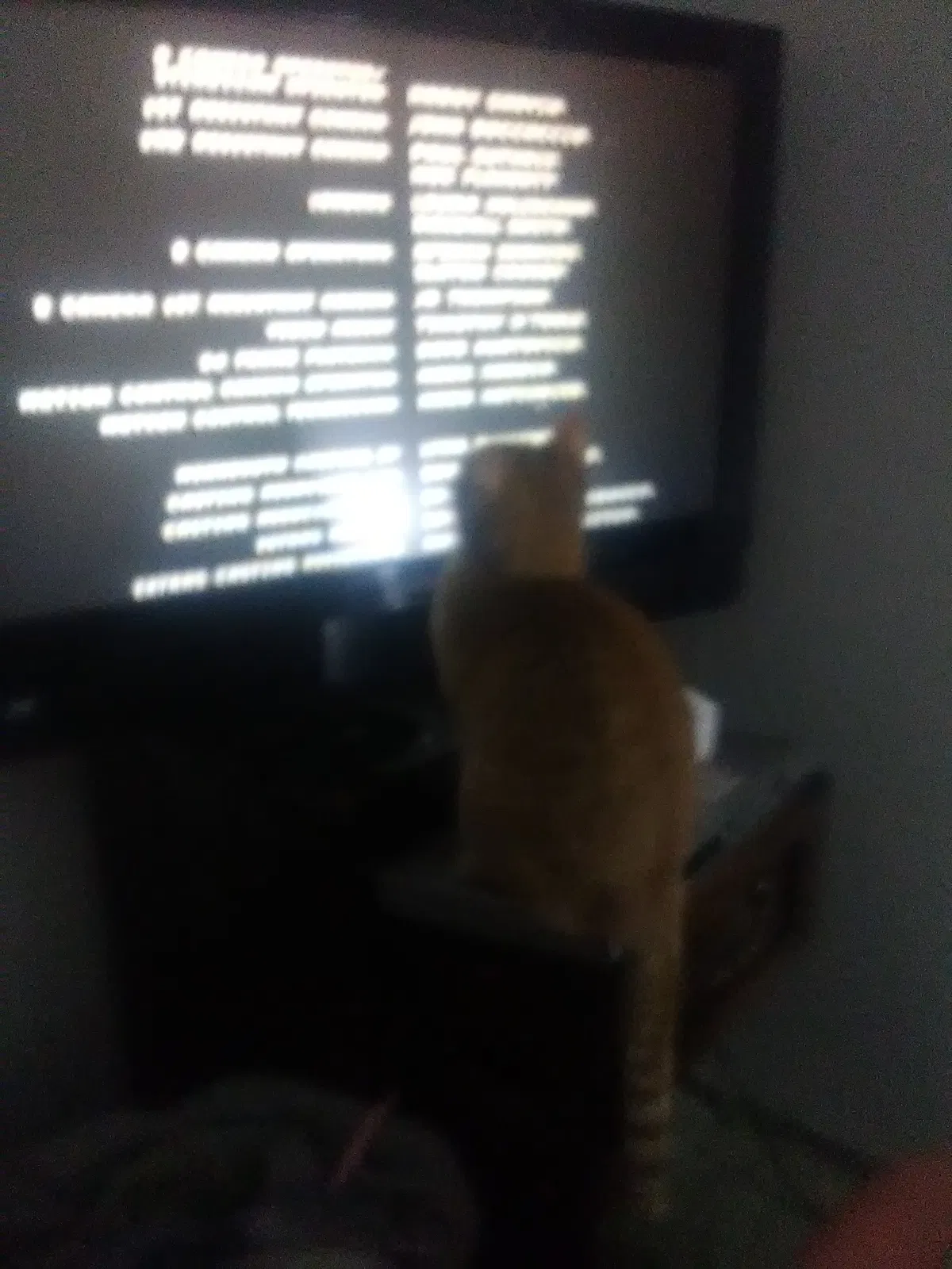 Lost cat in Swanville, MN, 56382