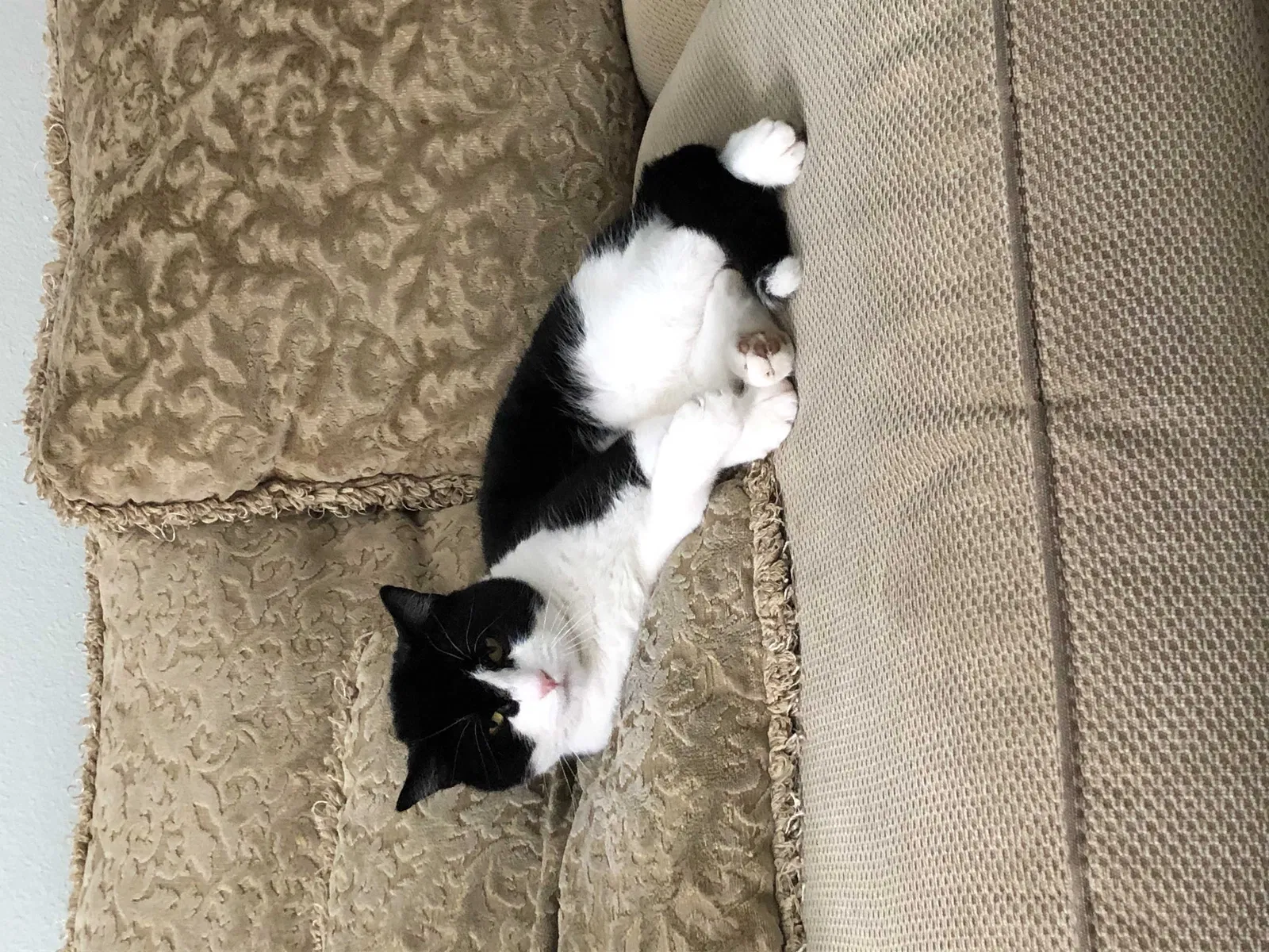Lost cat in Cypress, TX, 77433