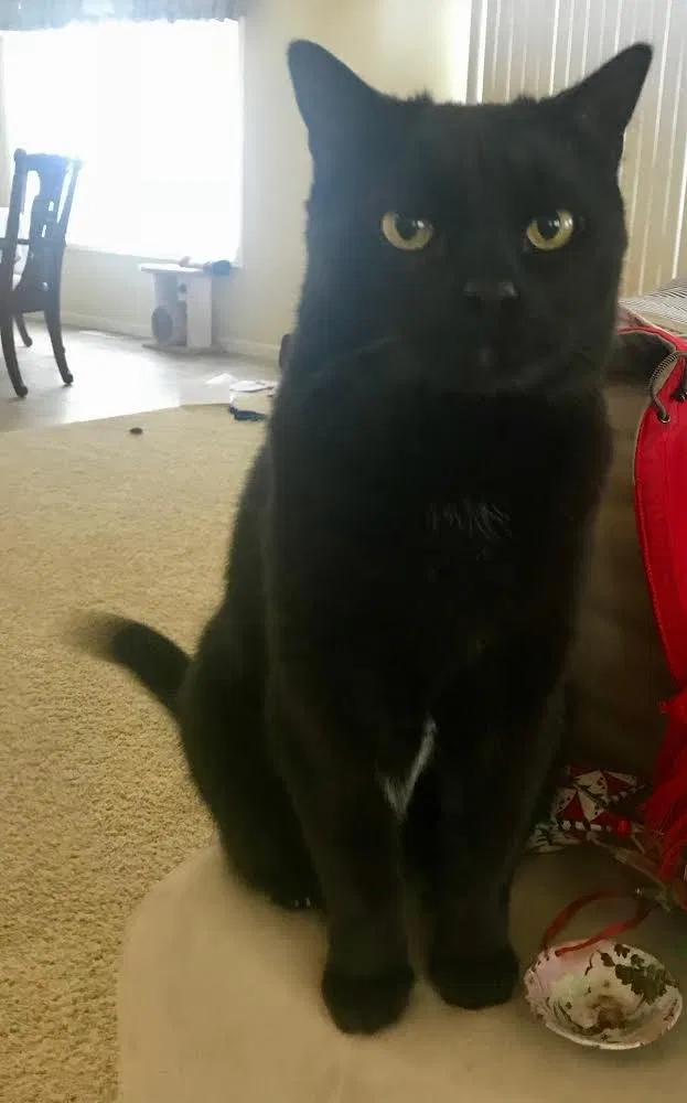Lost cat in Olympia, WA, 98516