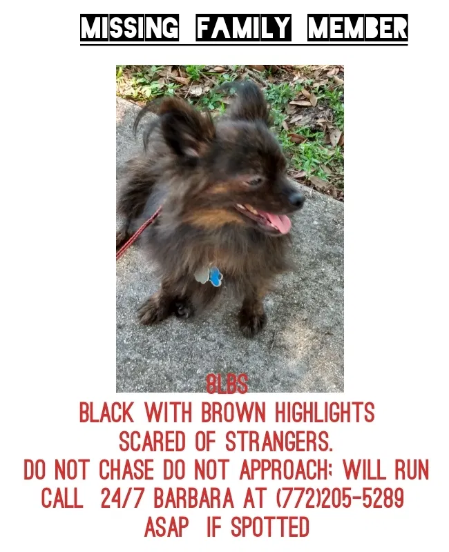 Lost dog in Vero Beach, FL, 32960