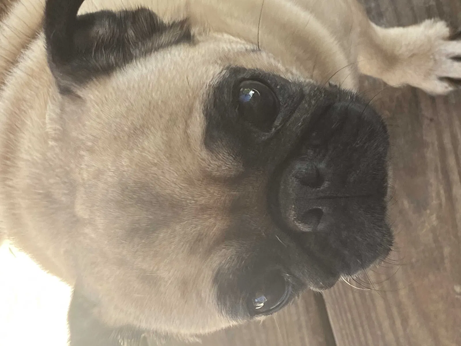 Lost dog in Nashville, TN, 37218
