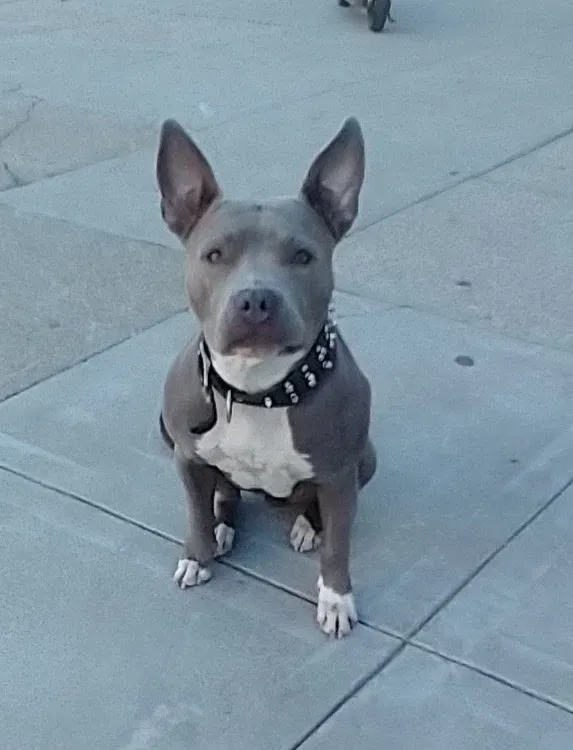 Lost dog in San Francisco, CA, 94109