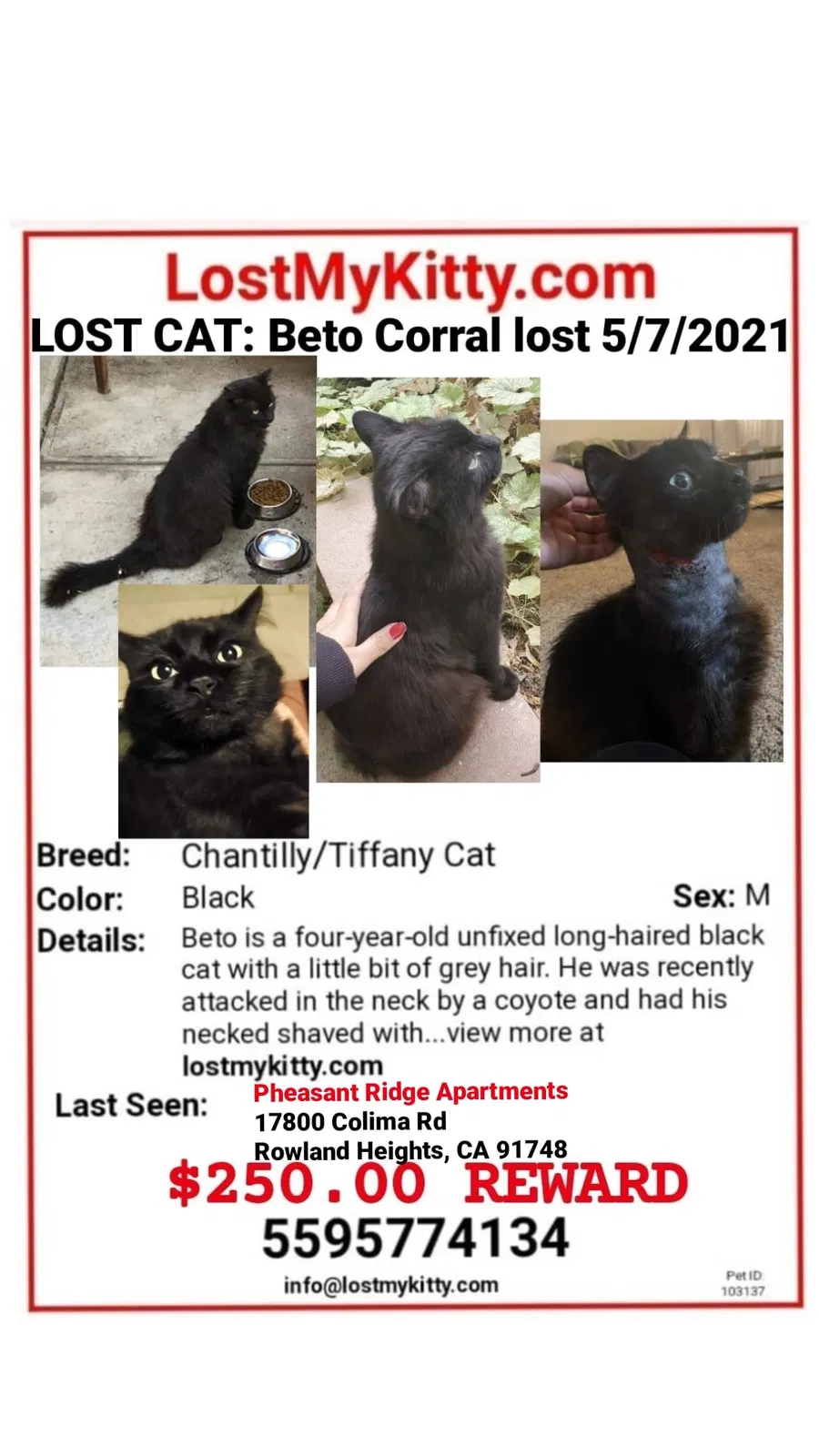 Lost cat in Rowland Heights, CA, 91748