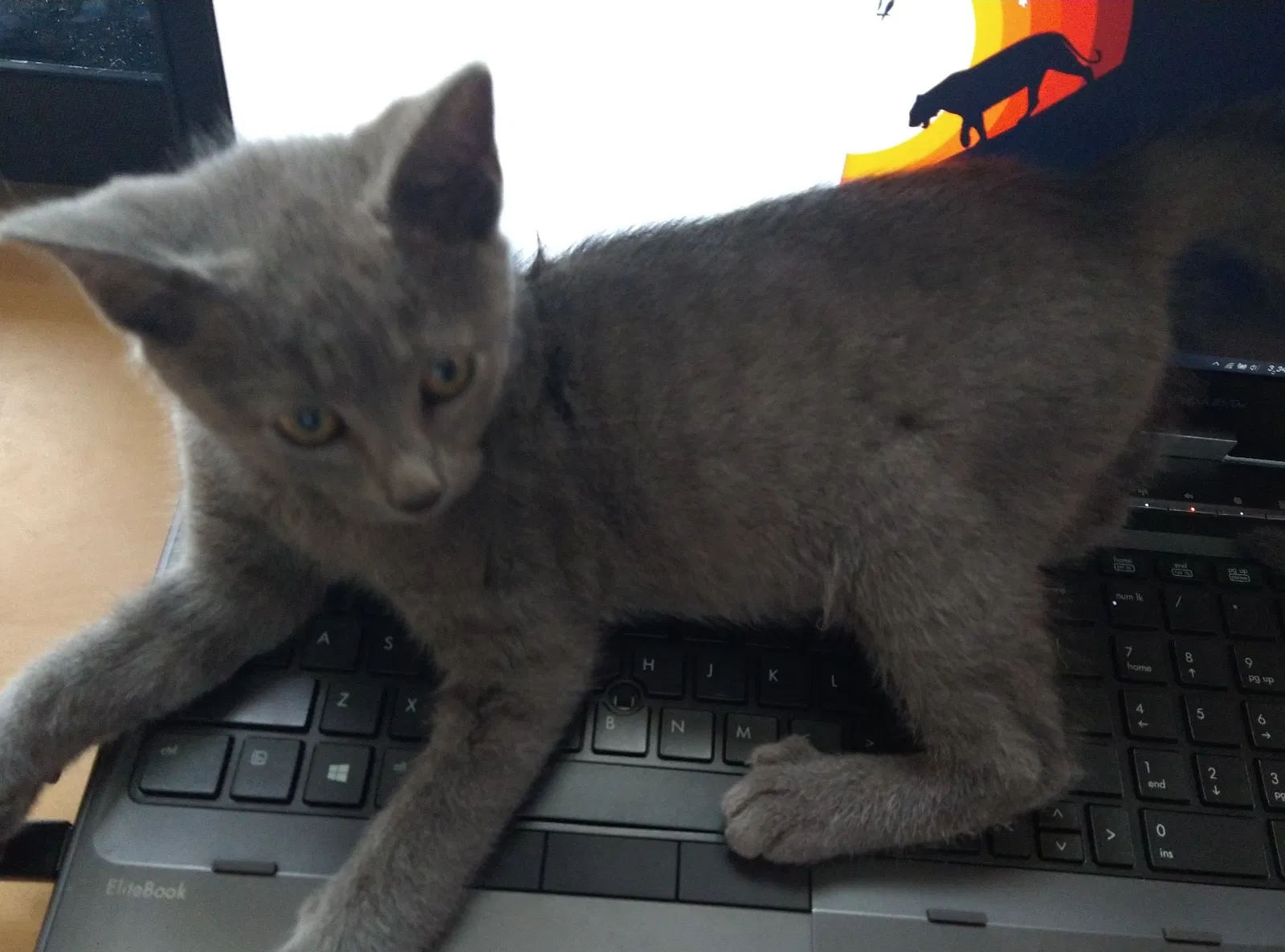 Lost cat in Itasca, TX, 76055