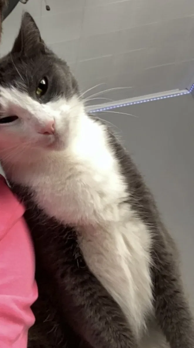 Lost cat in Downers Grove, IL, 60515