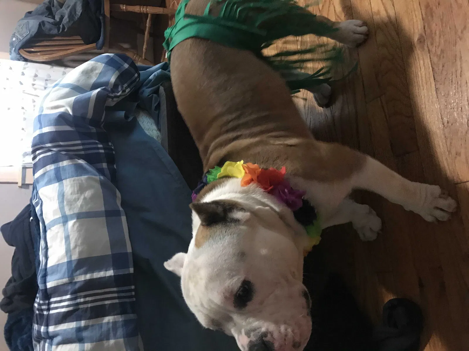 Lost dog in Grand Rapids, MI, 49548