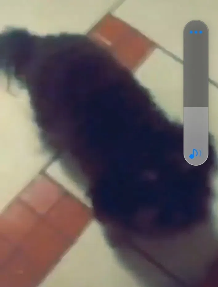 Lost dog in Phoenix, AZ, 85007