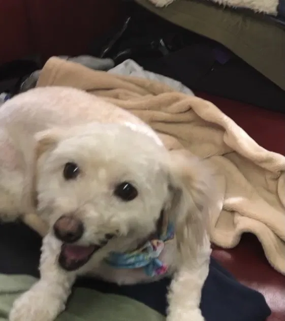 Lost dog in Palmdale, CA, 93550