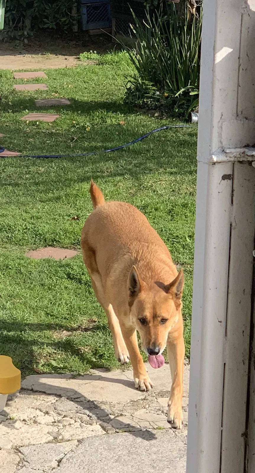 Lost dog in Los Angeles, CA, 90037