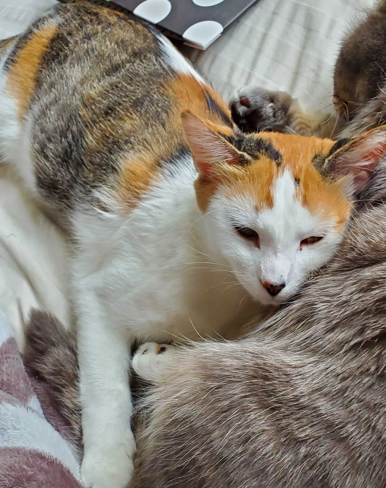 Lost cat in Addison, IL, 60101