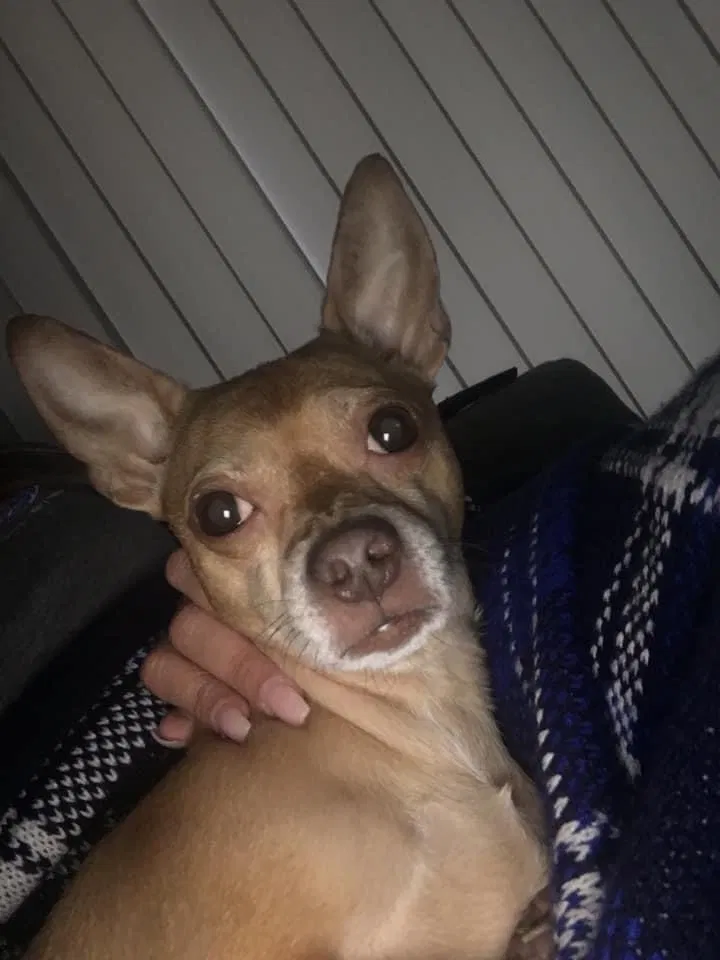 Lost dog in San Juan, TX, 78589