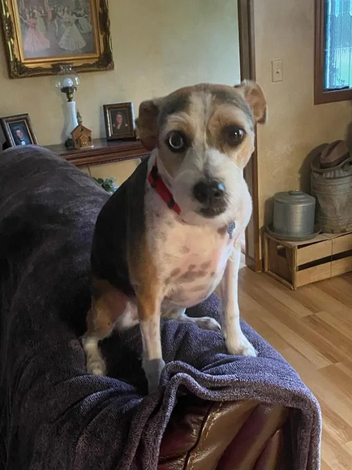 Lost dog in Cumming, GA, 30041