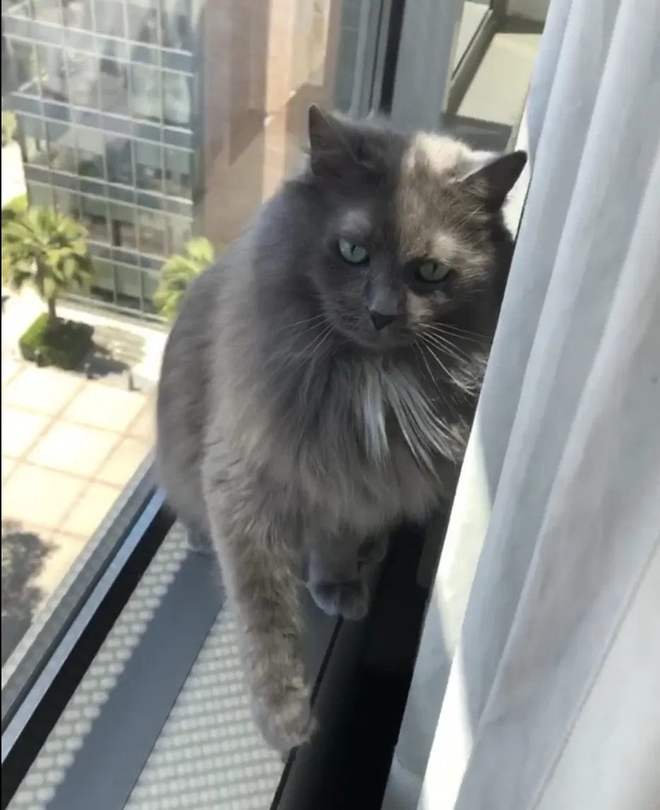 Lost cat in Fort Worth, TX, 76155