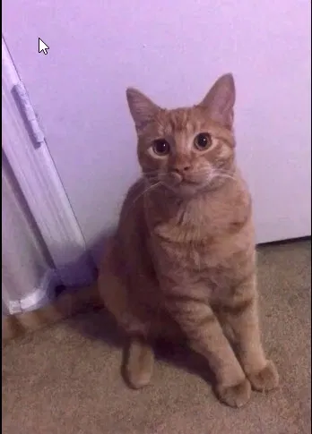Lost cat in Phoenix, AZ, 85027