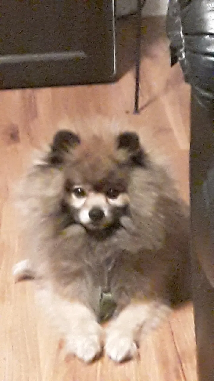 Lost dog in Sacramento, CA, 95828