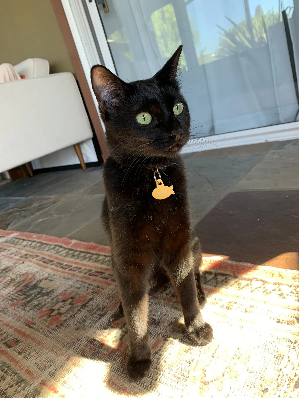 Lost cat in San Diego, CA, 92112