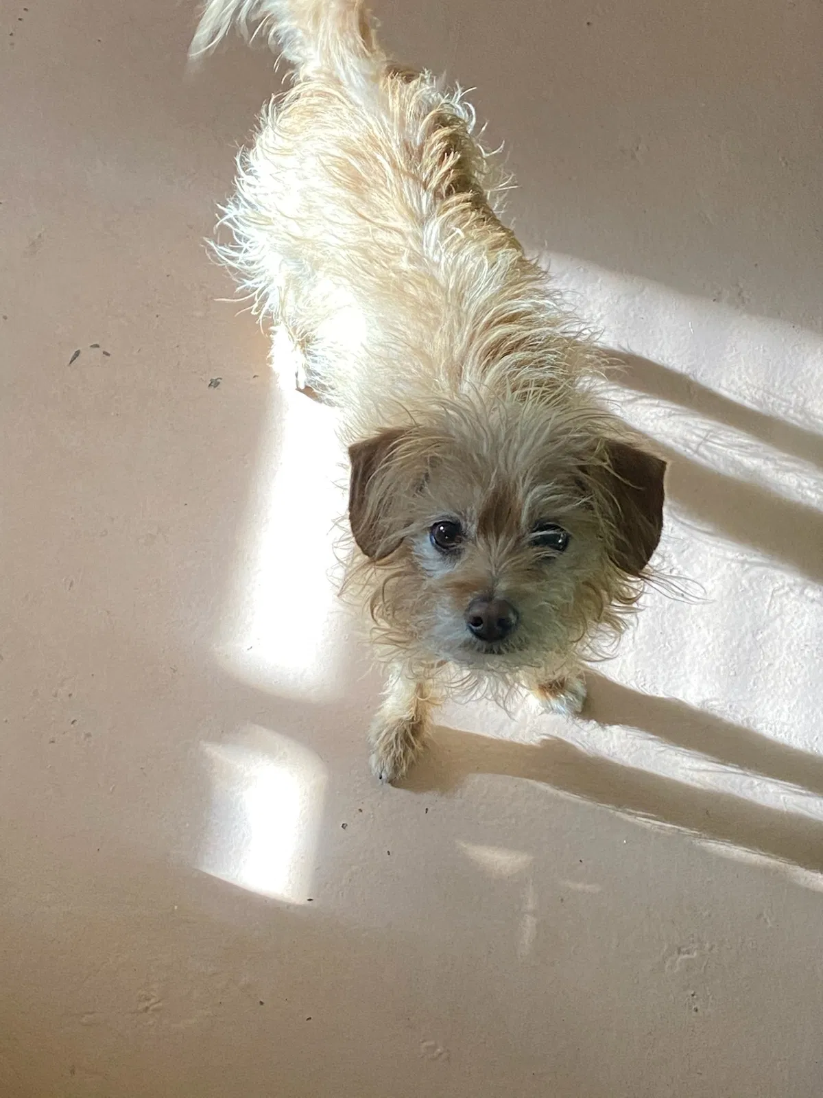 Lost dog in Albuquerque, NM, 87120