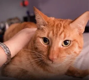 Lost cat in Summerville, SC, 29485