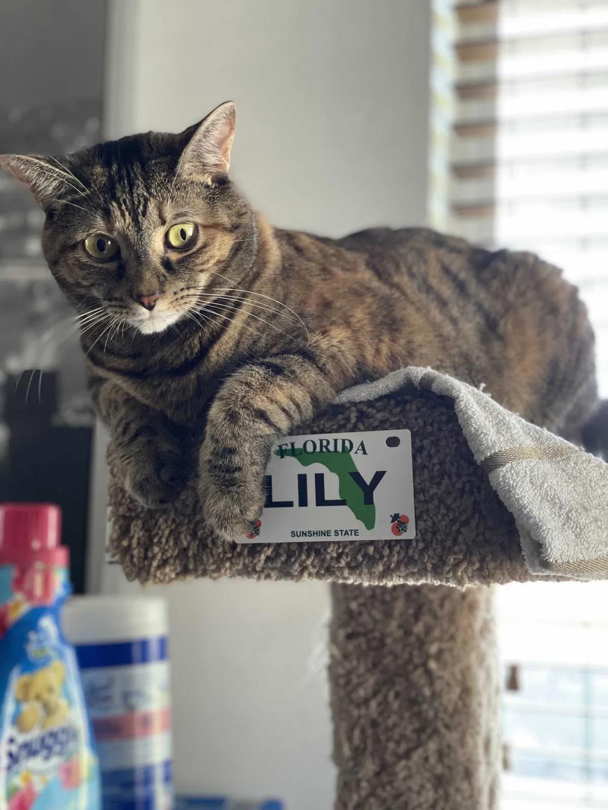 Missing Cat