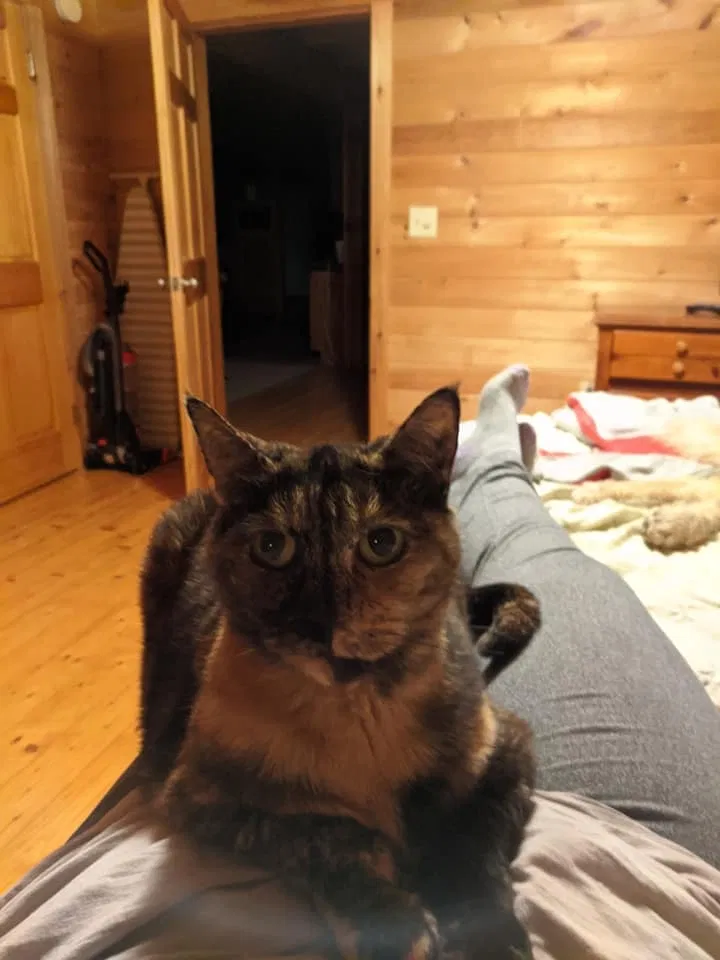 Lost cat in Marysville, OH, 43040