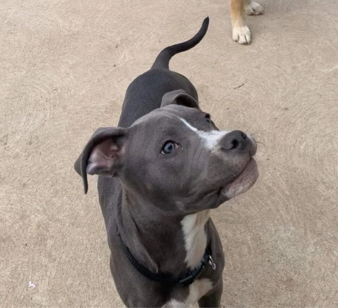 Lost dog in Commerce City, CO, 80022