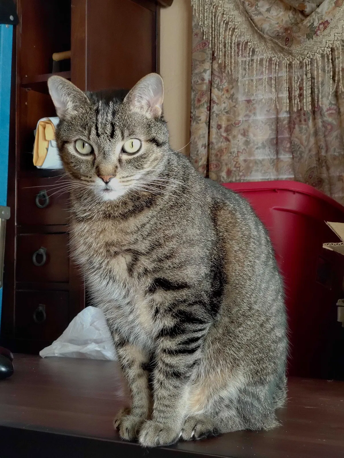 Lost cat in Saint Petersburg, FL, 33713