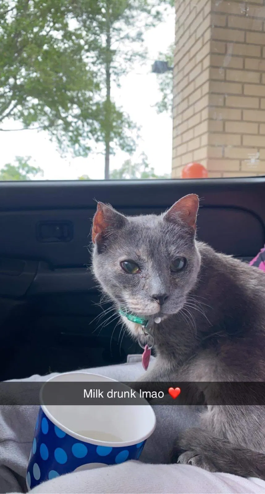 Lost cat in Chiefland, FL, 32626