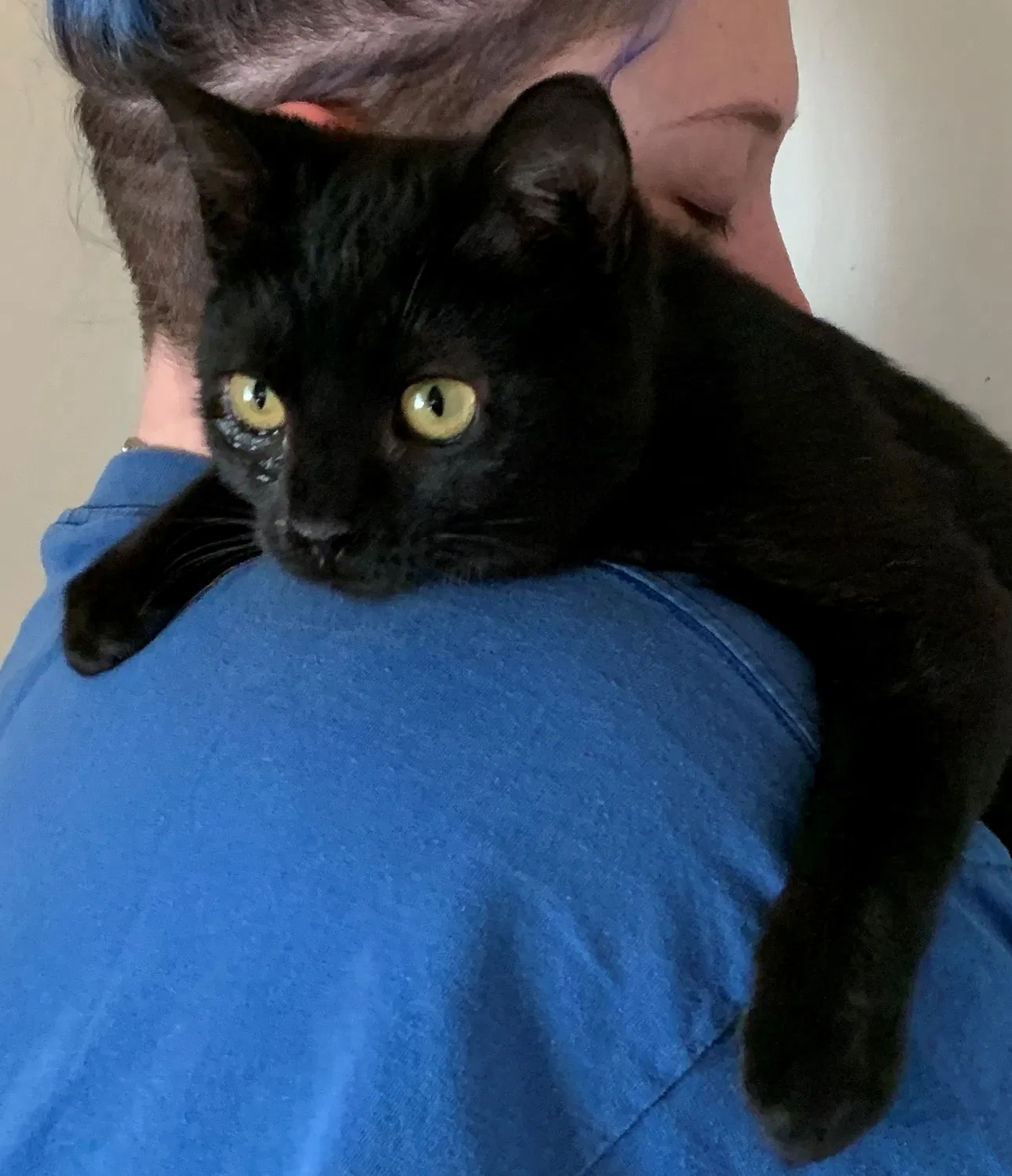 Lost cat in Emporia, KS, 66801